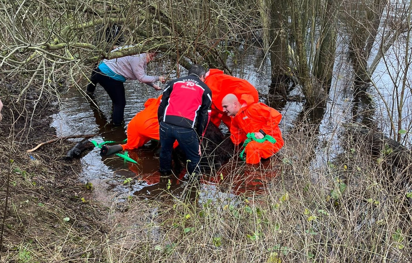 Omstanders redden koe van verdrinkingsdood