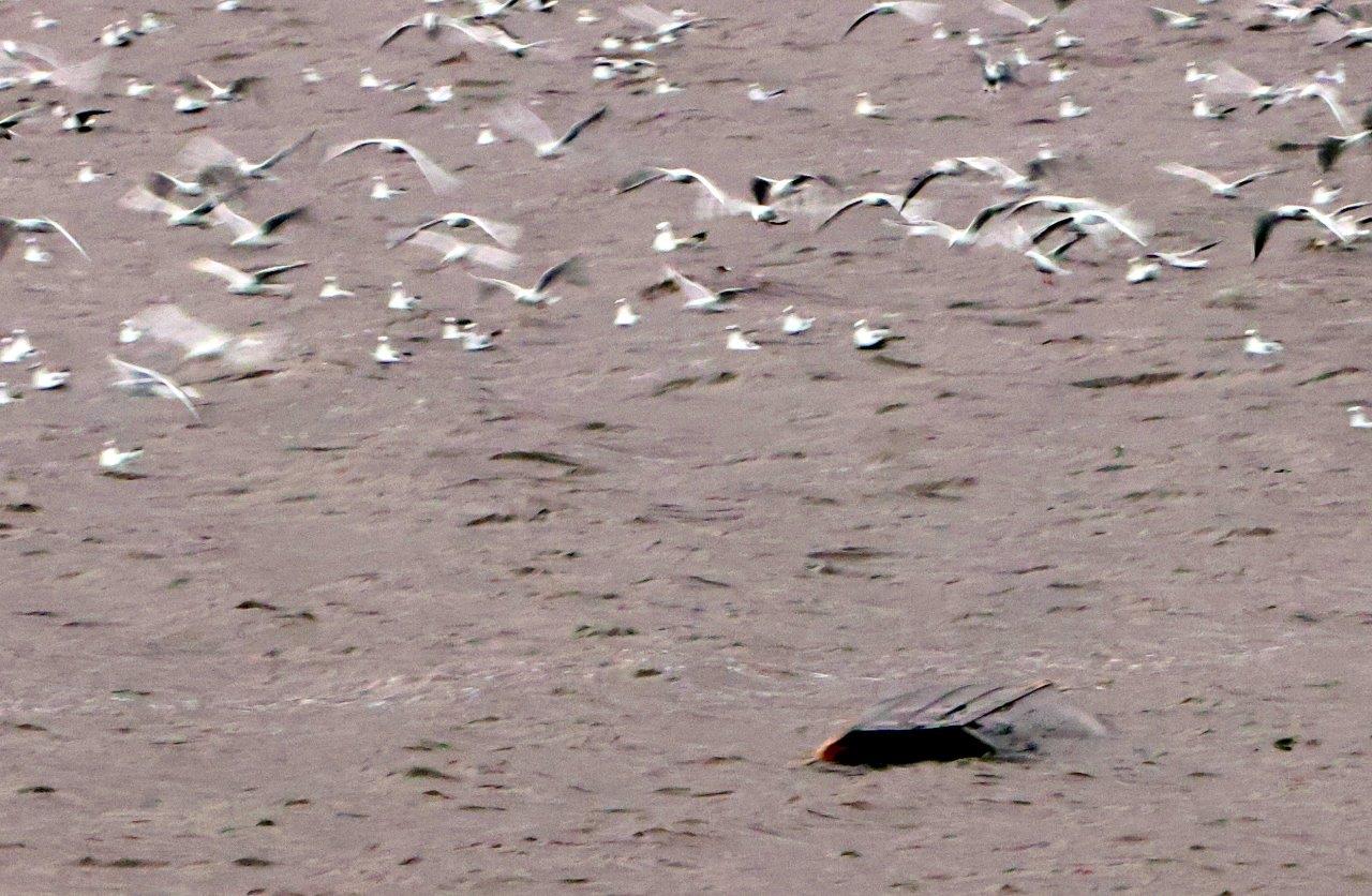 Brandweer en politie in actie voor losgeslagen bootje