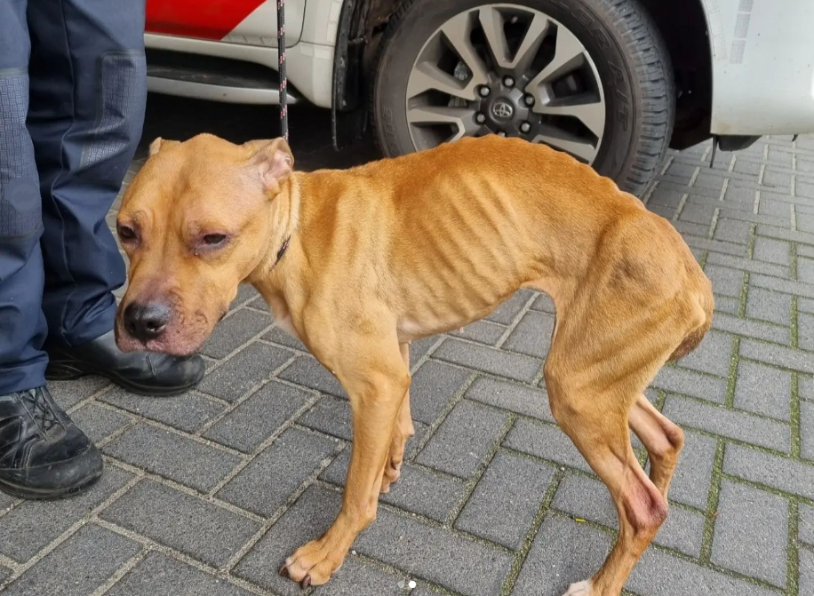 Dierenpolitie neemt broodmagere hond in beslag