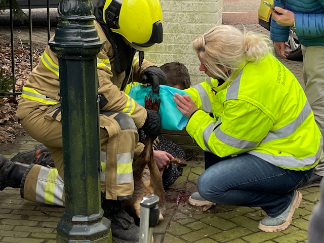 Ree zit vast in elektrische poort