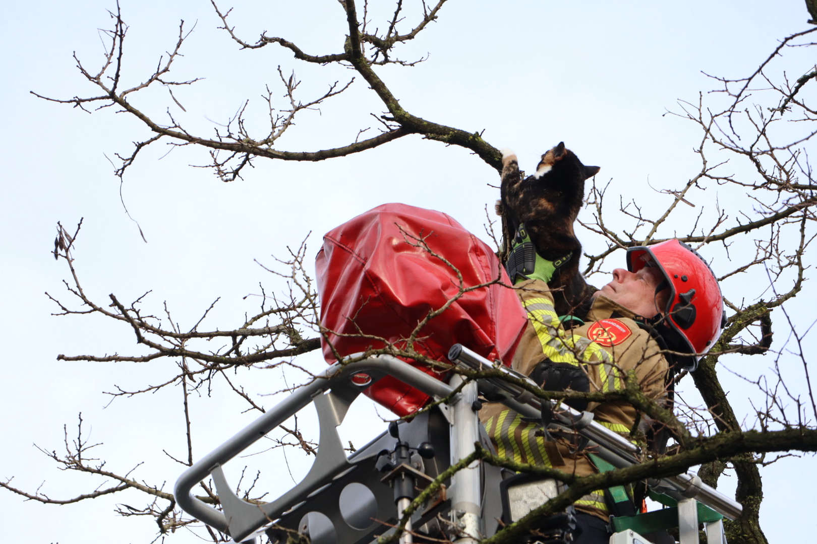 Brandweer redt poes Sientje uit boom