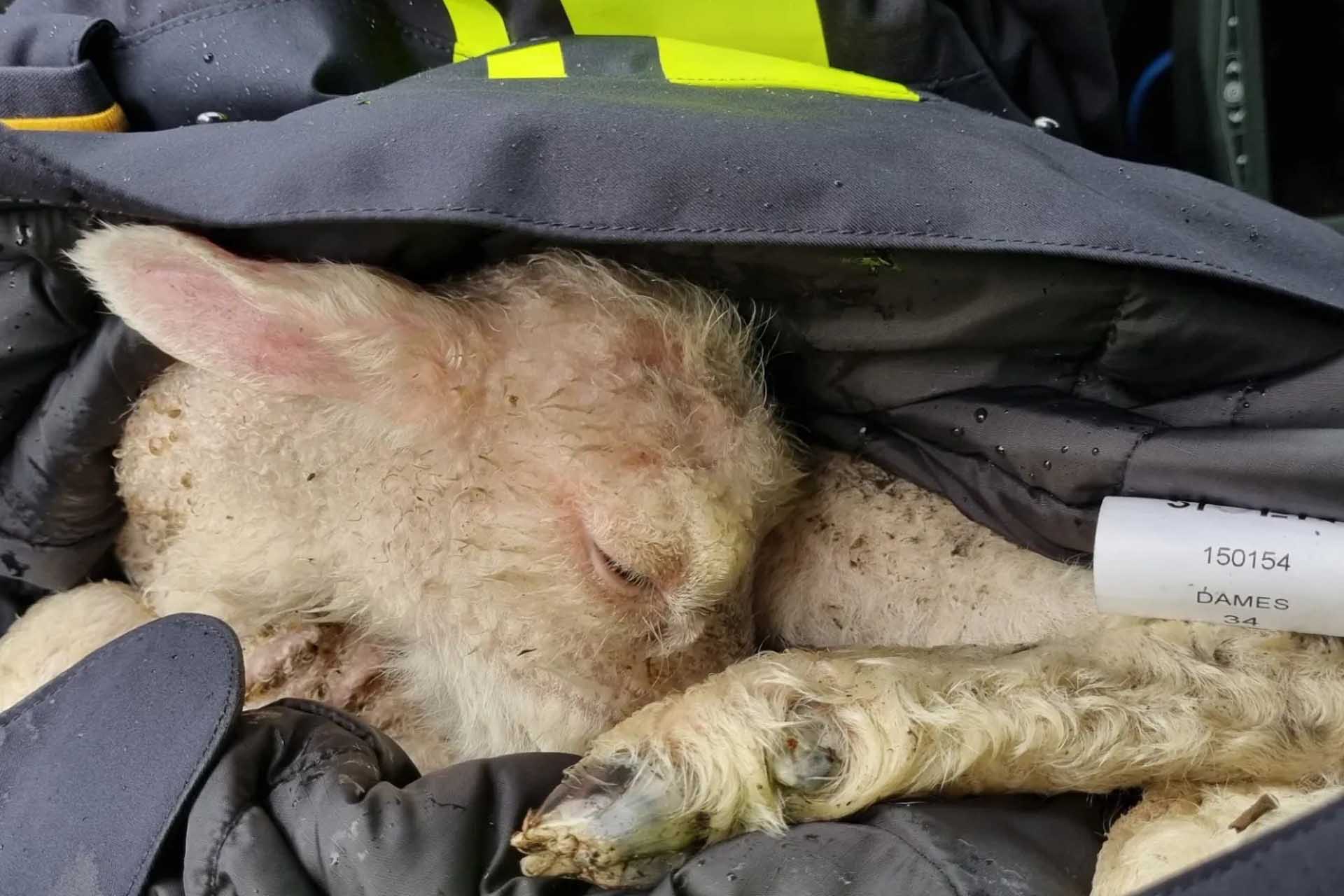 Agenten redden pasgeboren lammetje