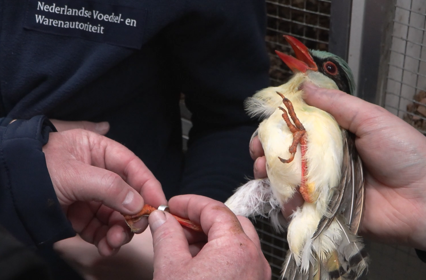 NVWA neemt 281 vogels in beslag, vleugels van eenden geamputeerd