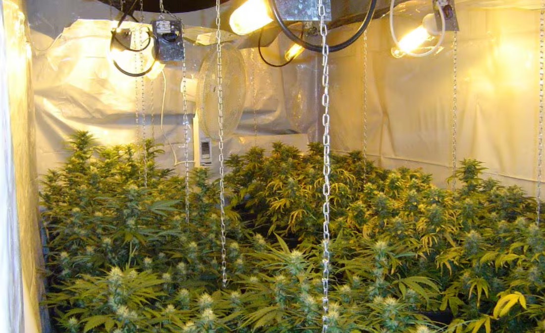 Hennepkwekerij in bedrijvenpand aangetroffen