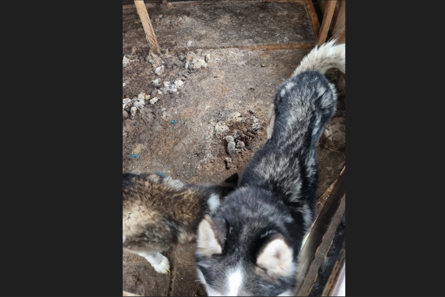 Ernstig verwaarloosde husky’s in beslag genomen