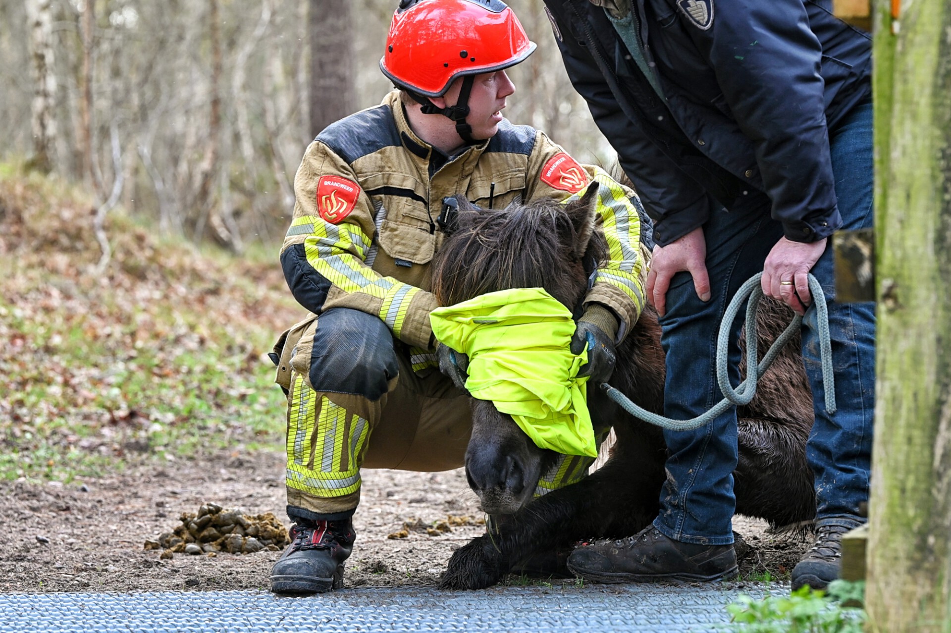 Paard met been vast in wildrooster