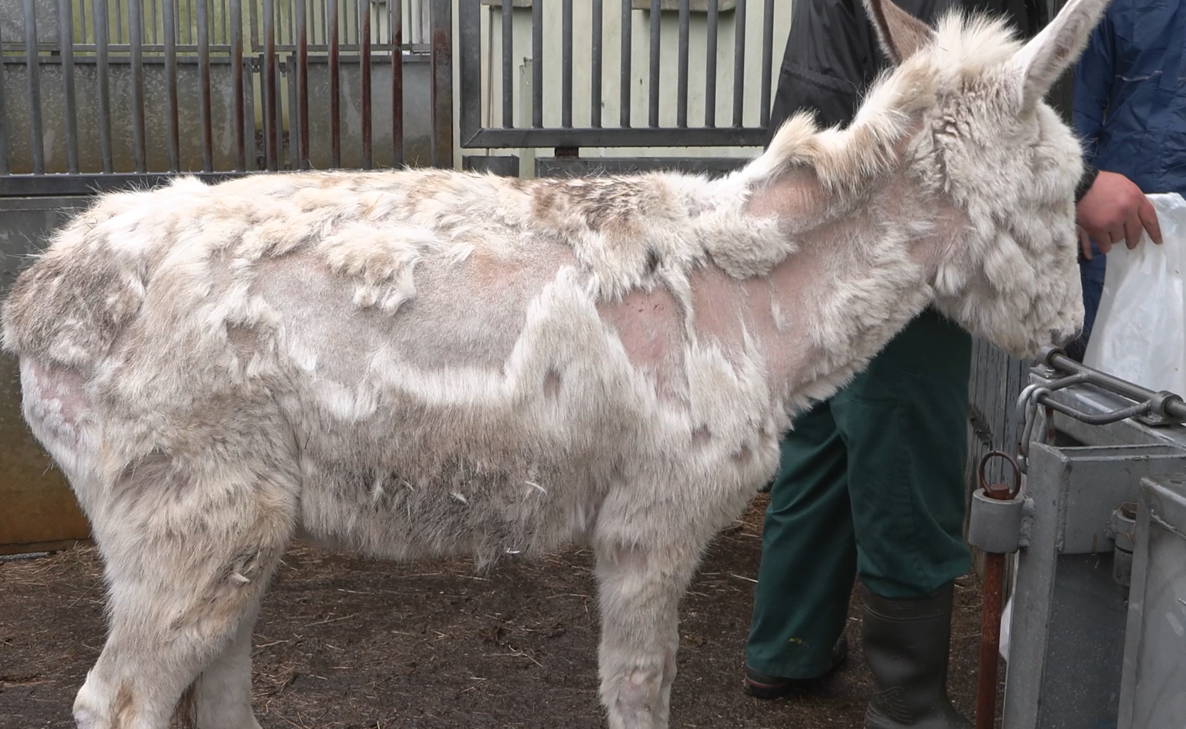 NVWA sluit Brabants bedrijf, ondernemer mag er geen dieren meer houden