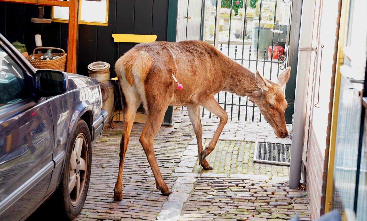 Ontsnapt edelhert zorgt voor verbaasde blikken en zet dorp op stelten