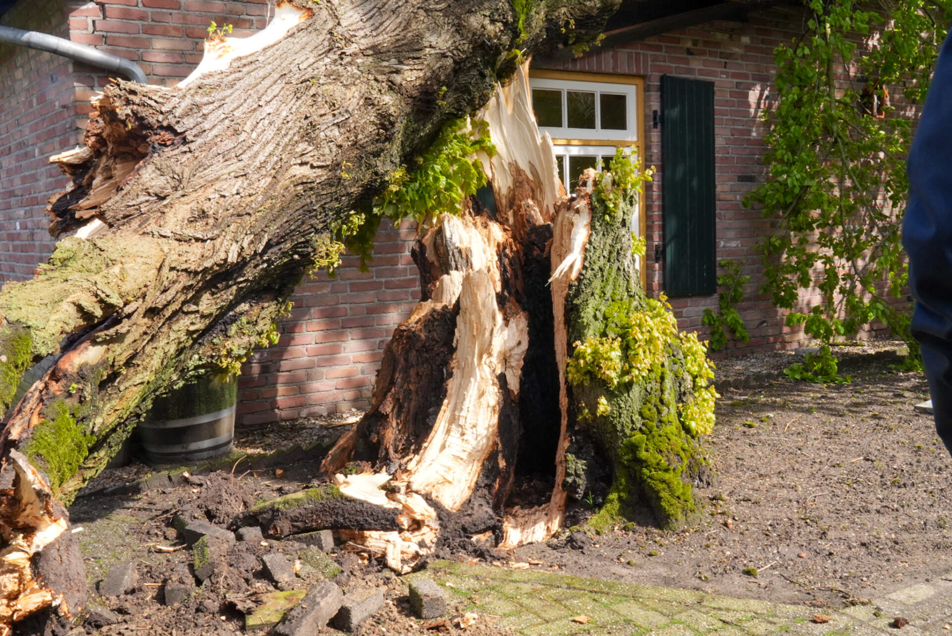 Veel schade aan woonboerderij door omgevallen boom
