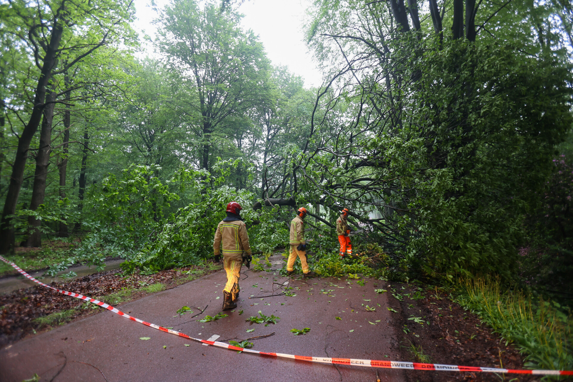 Grote boom blokkeert fietspad volledig