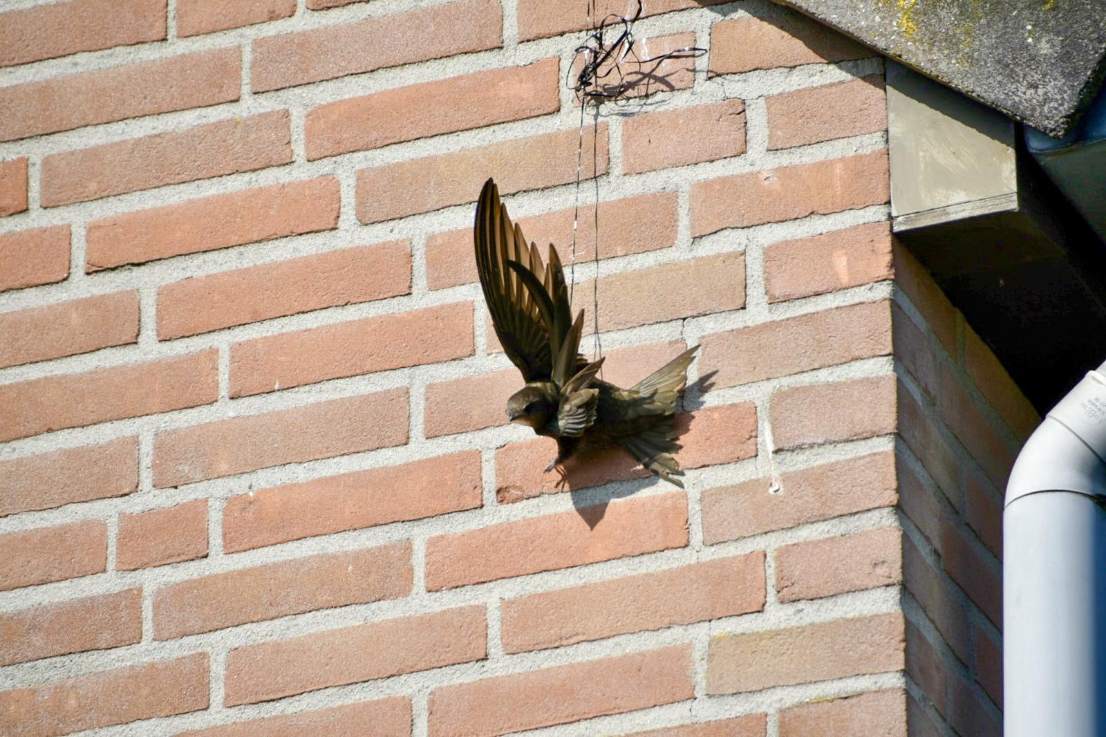 Brandweer bevrijdt vogel die vast zit in touw