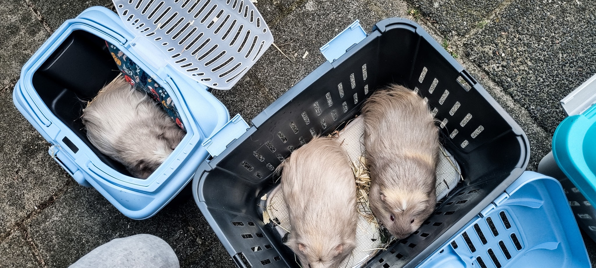 Cavia’s gered na brand bij kinderdagverblijf, politie onderzoekt brandstichting