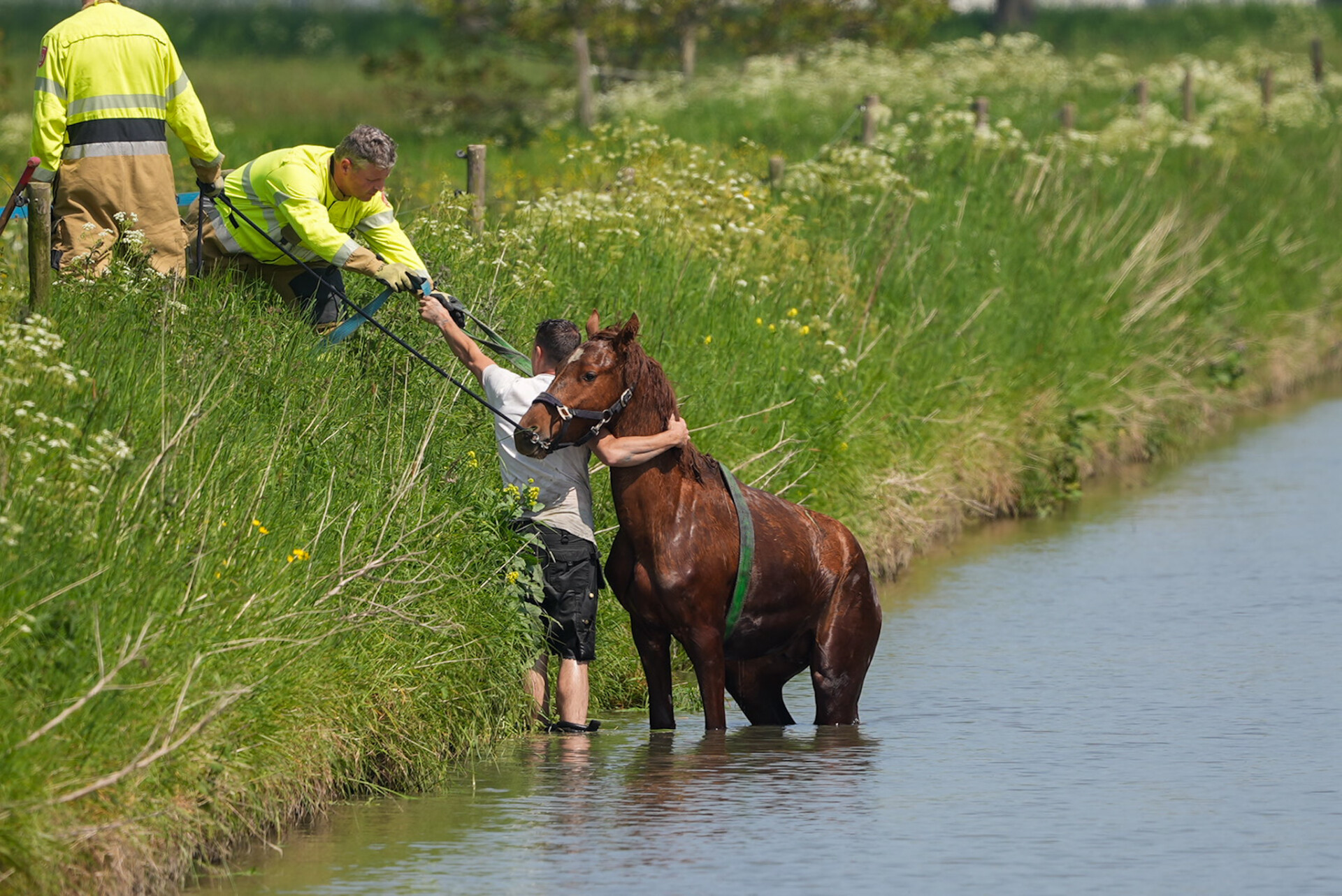 Brandweer redt paard die terecht kwam in sloot