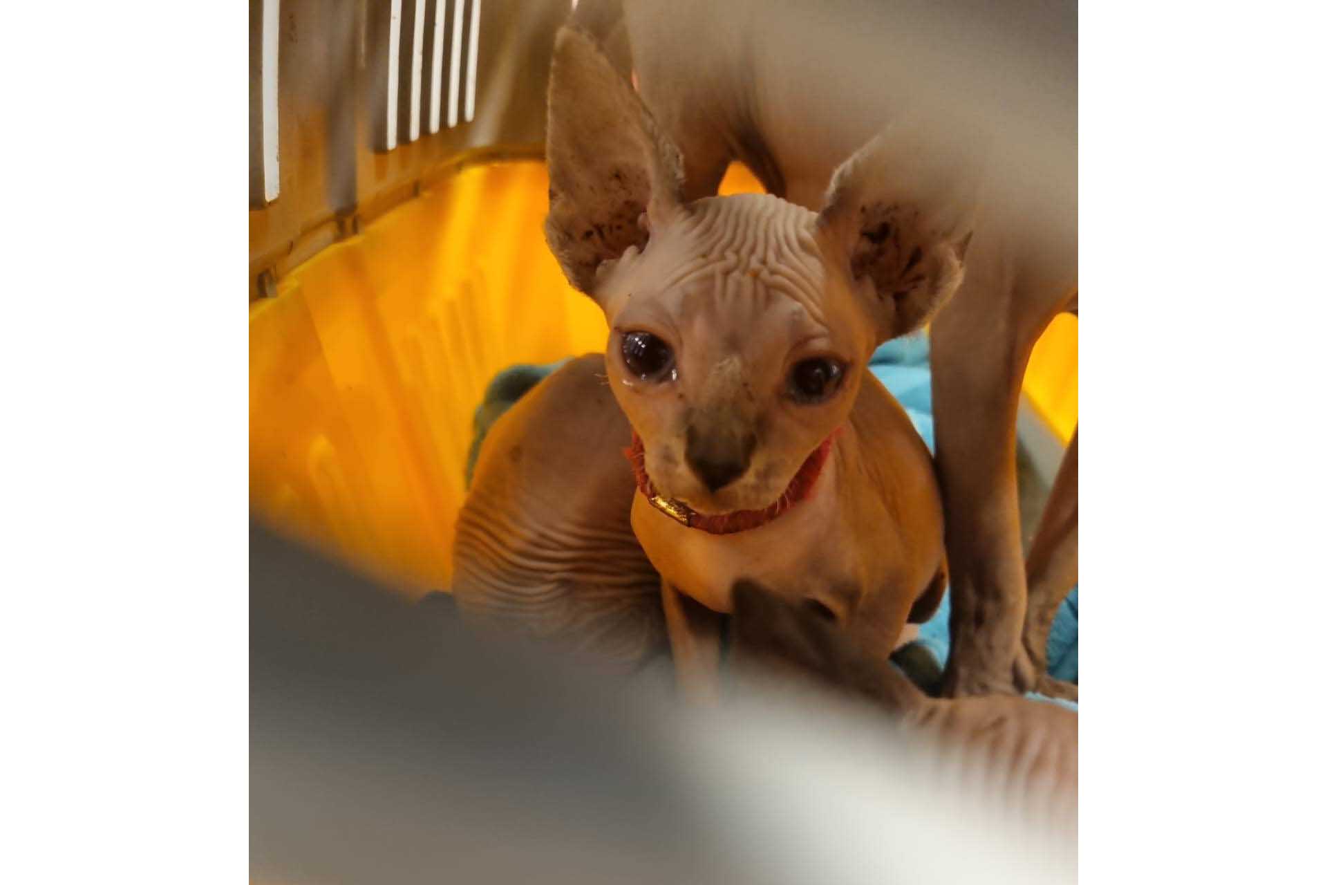 Politie neemt naaktkatten in beslag