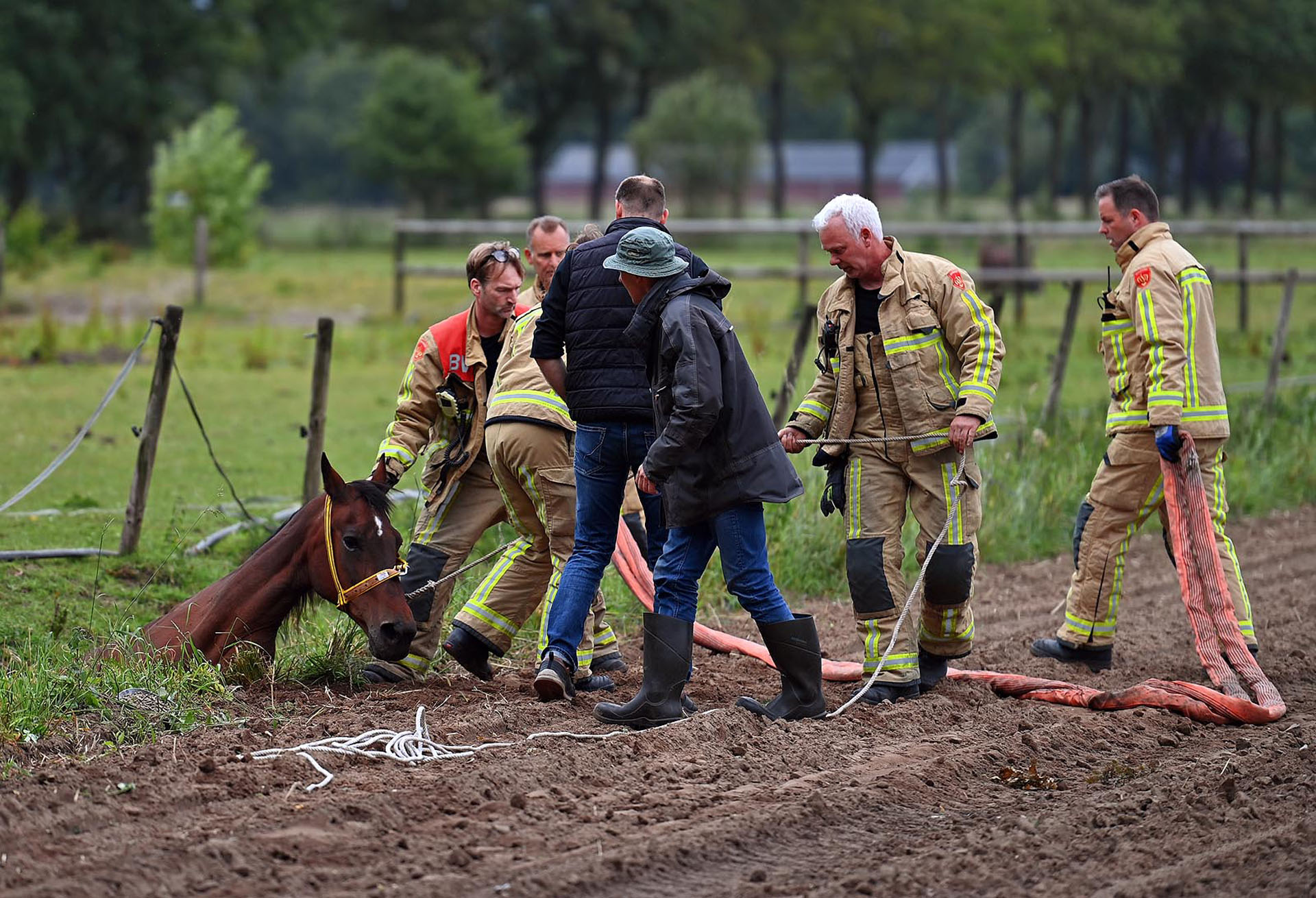 Reddingsactie nadat paard in sloot belandt