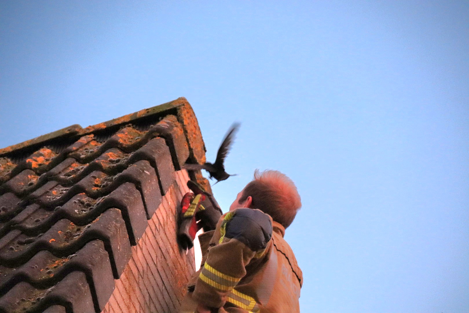 Brandweer komt in actie voor vastzittende zwaluw