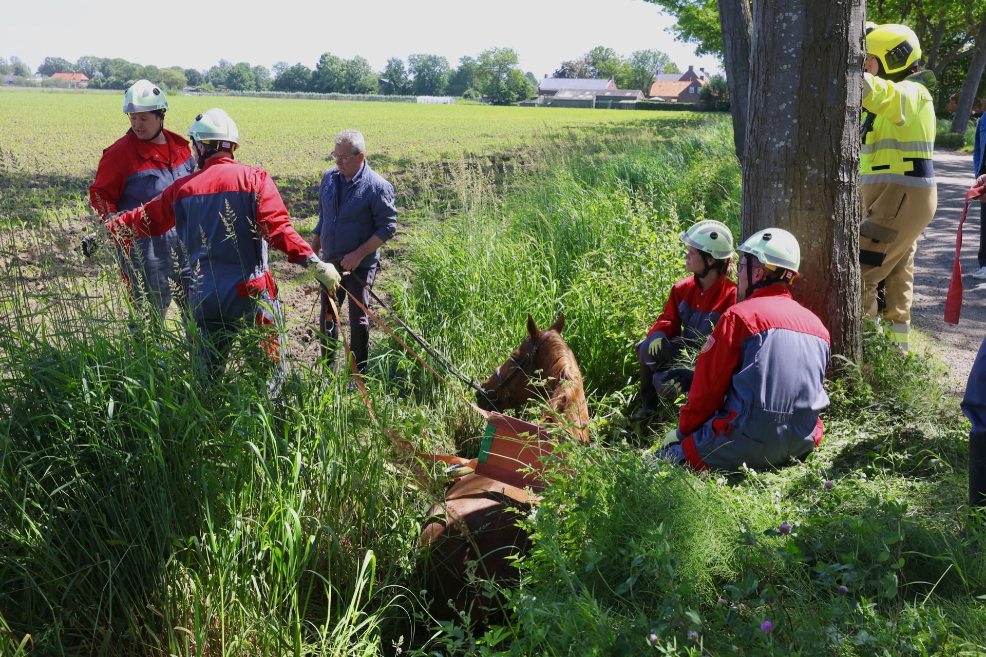 Paard en ruiter belanden in sloot na schrikreactie
