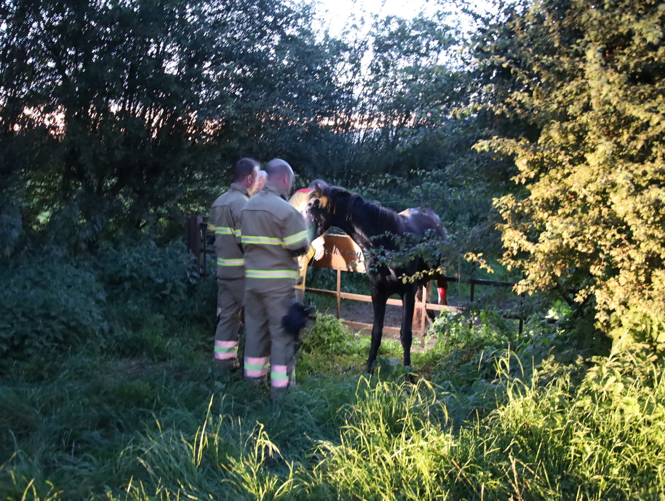 Paard bekneld in hekwerk, brandweer schiet te hulp