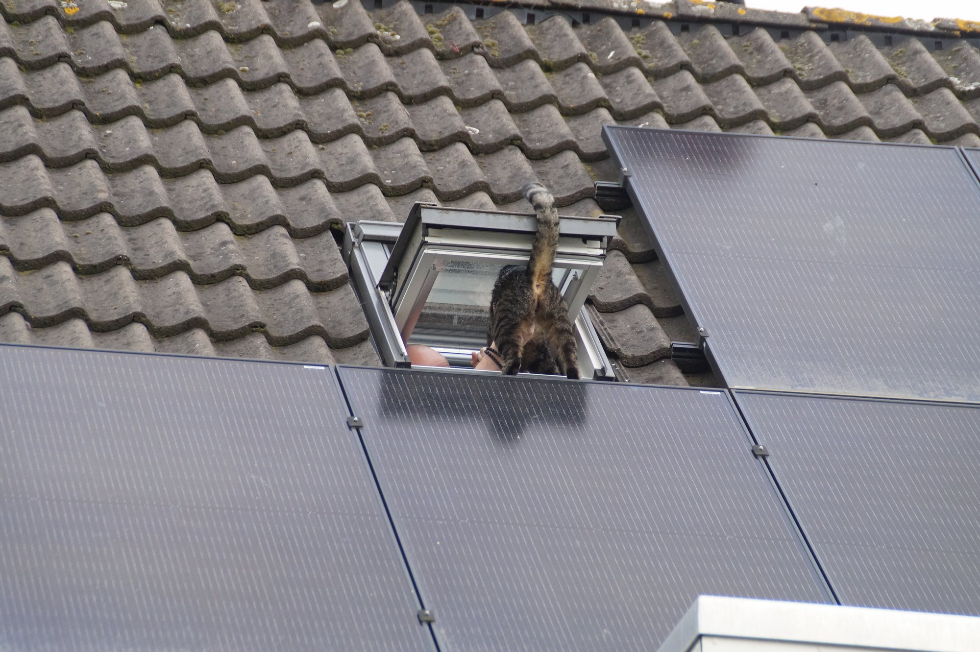 Kat vlucht voor brandweer en komt klem te zitten achter zonnepanelen op dak