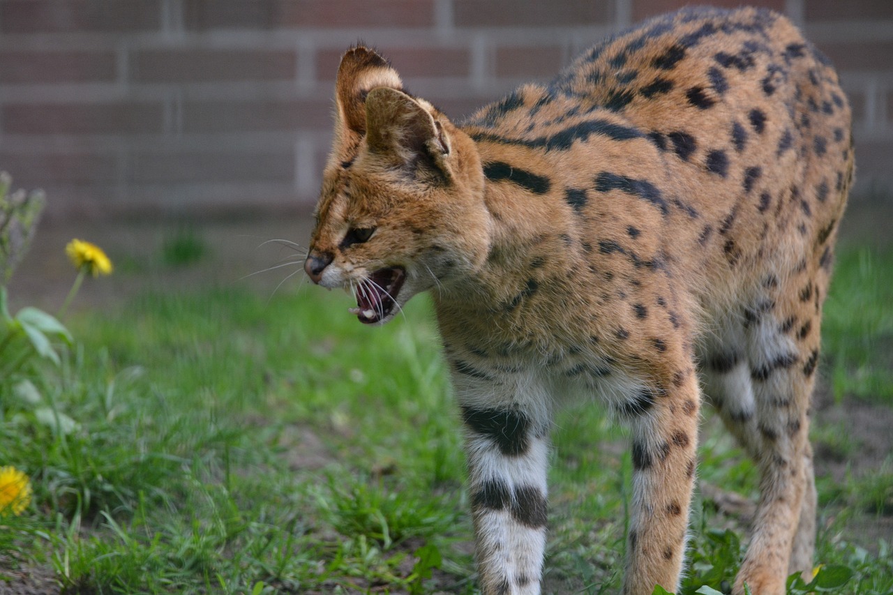 Serval ontsnapt, huisdieren moeten binnenblijven