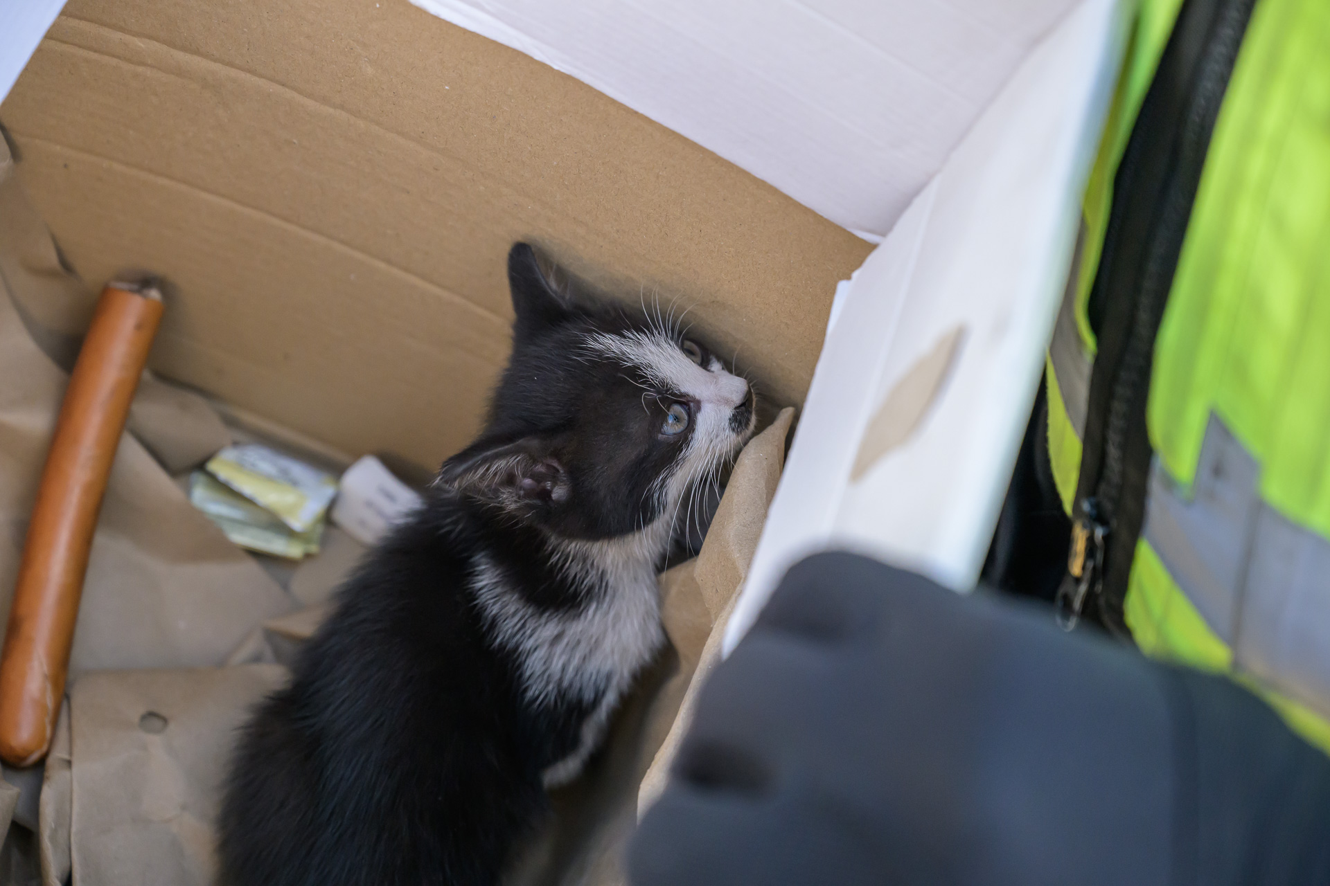 Kitten vast onder auto