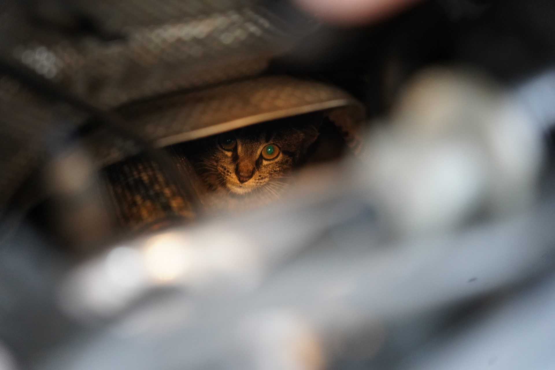 Kat vast onder de motorkap van auto, brandweer redt dier uit benarde positie