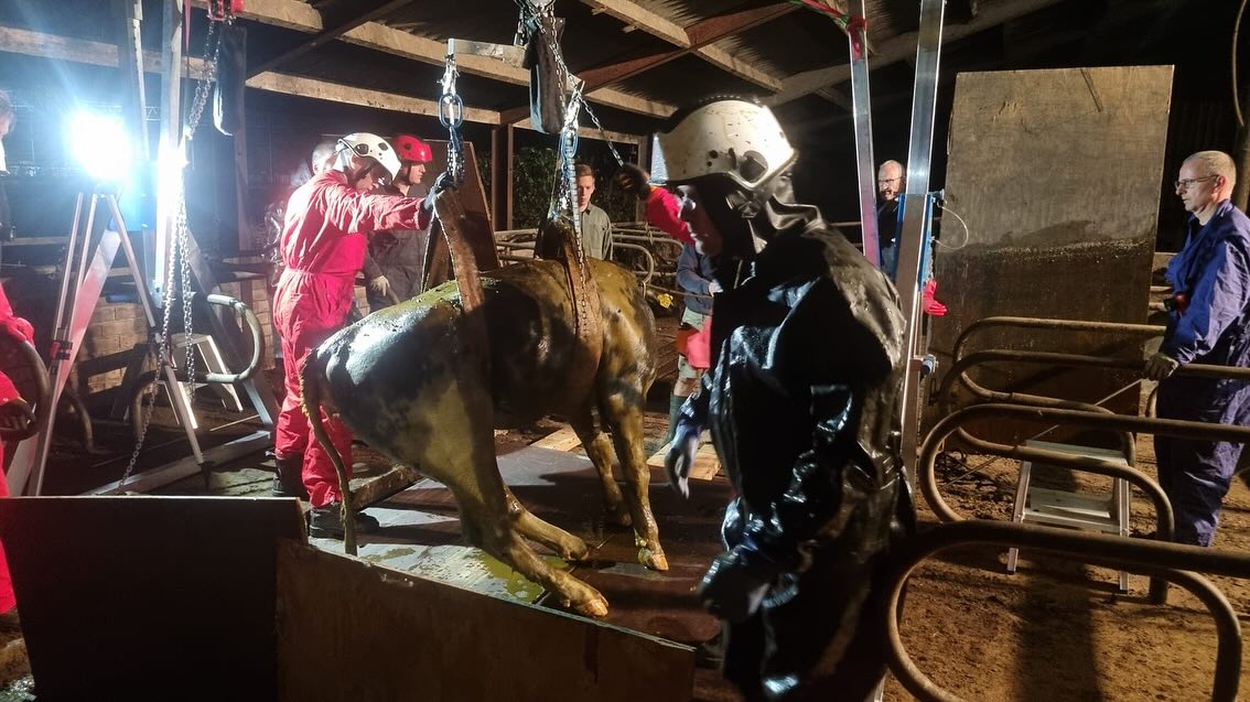 Brandweer redt kalf uit gierput