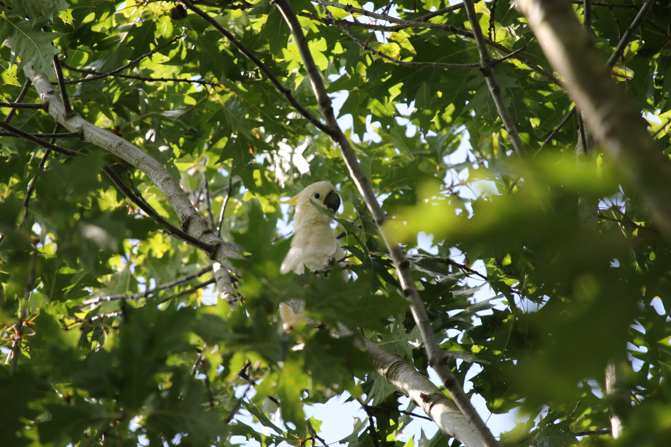 Papegaai laat zich niet vangen door brandweer
