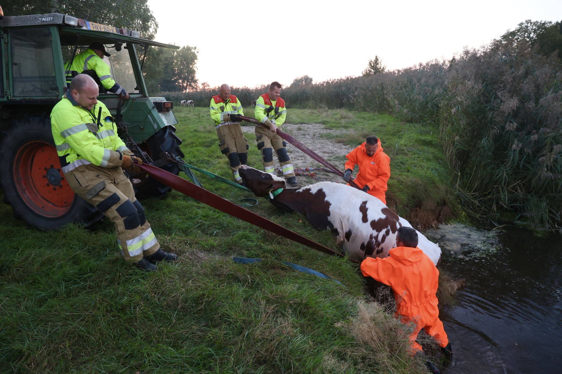 Koe door brandweer uit sloot gered