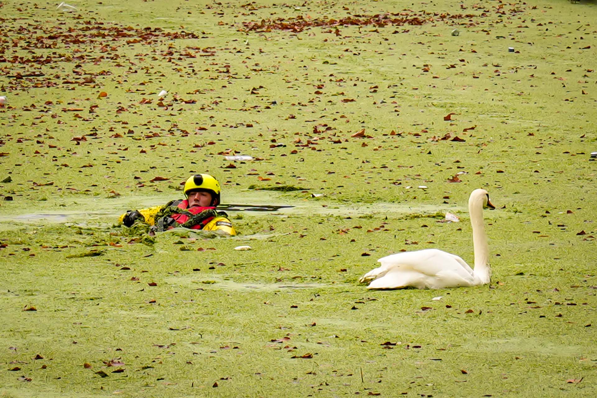VIDEO: Brandweer anderhalf uur bezig met redding van eigenwijze zwaan met gebroken vleugel