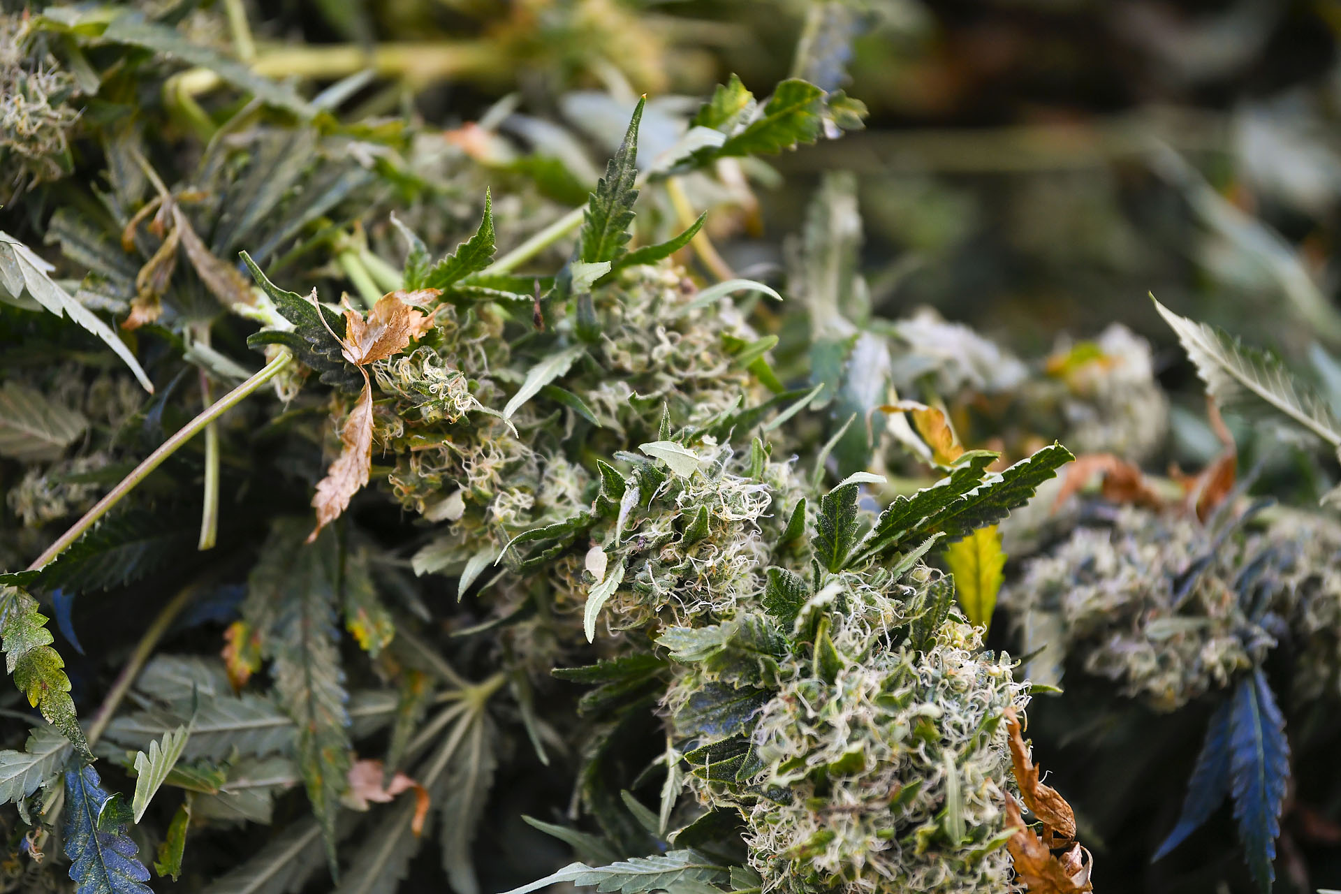 Politie vindt hennepplantage in woning