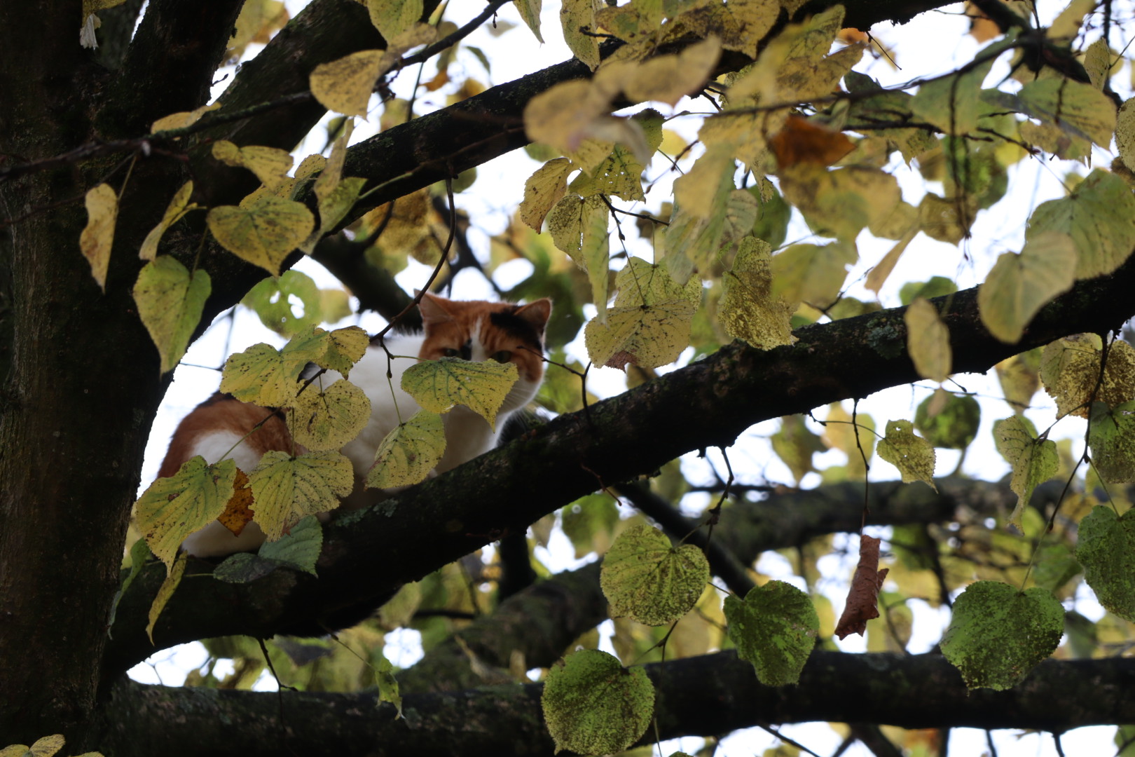 Brandweer redt kat uit boom