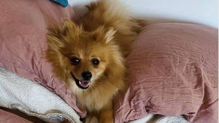 Hond Keesje dood na aanrijding door fatbiker: ‘Dader schold en reed door’