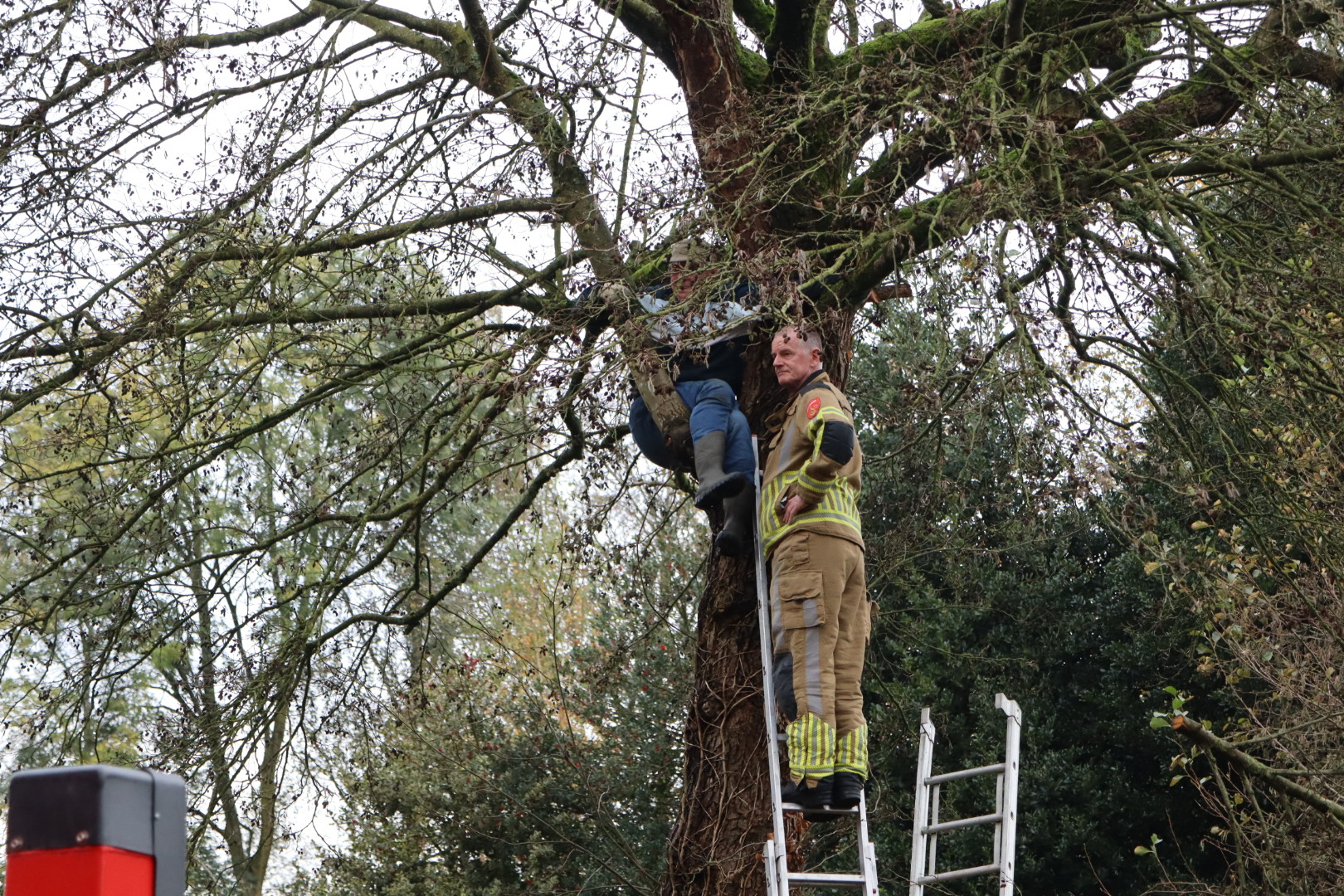 Man vast in boom door snoeiwerkzaamheden