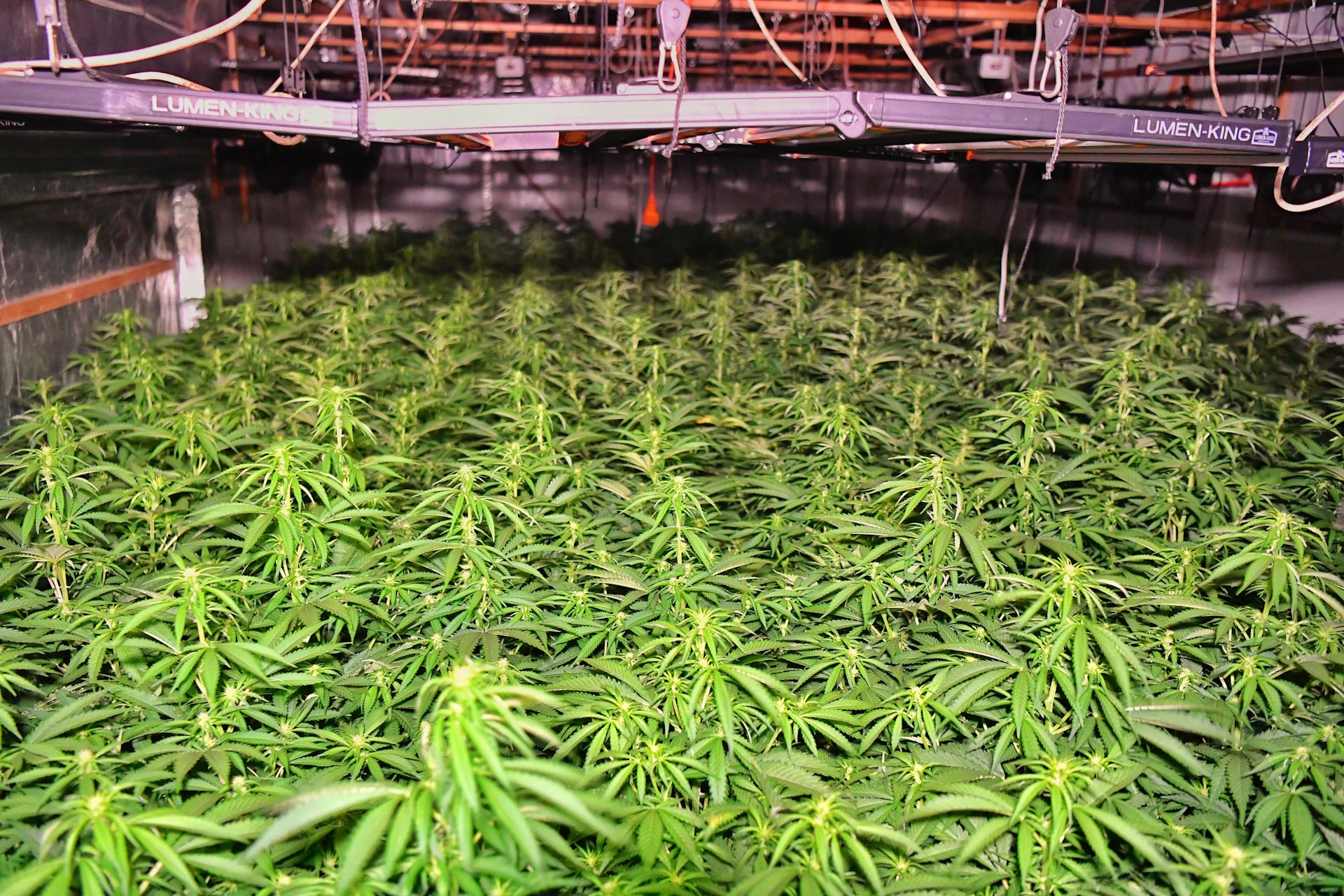 Grote hennepplantage ontdekt bij natuursteenbedrijf