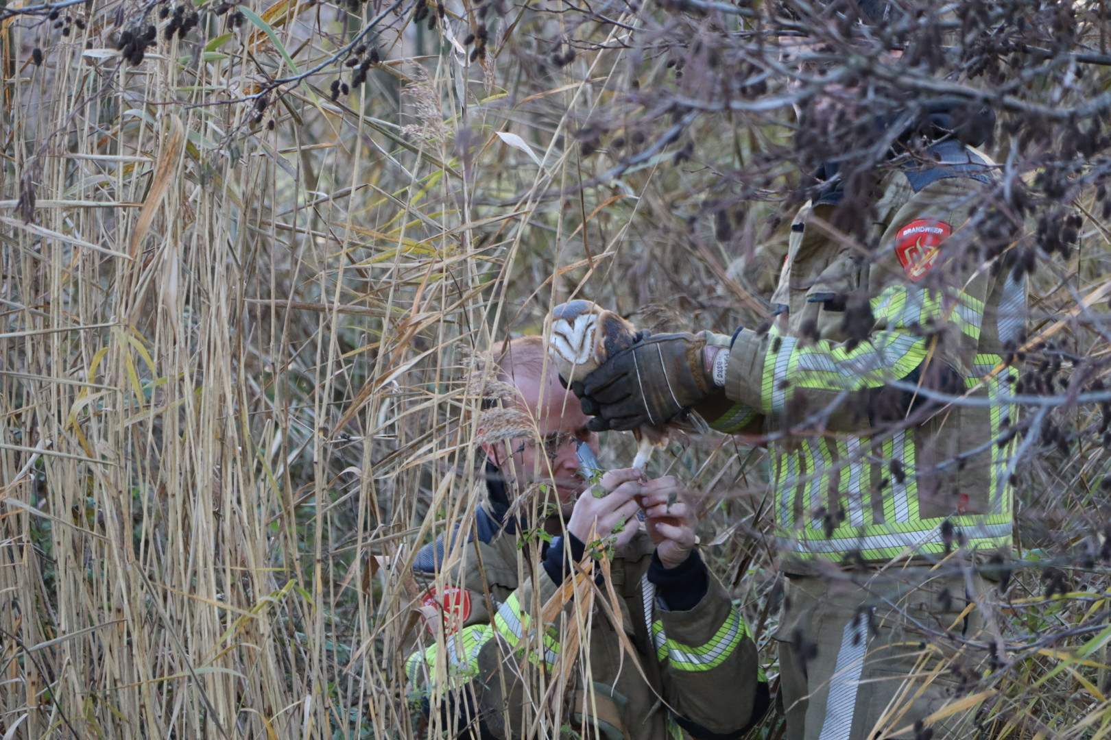 Brandweer bevrijdt uil die vastzit in boom door visdraad