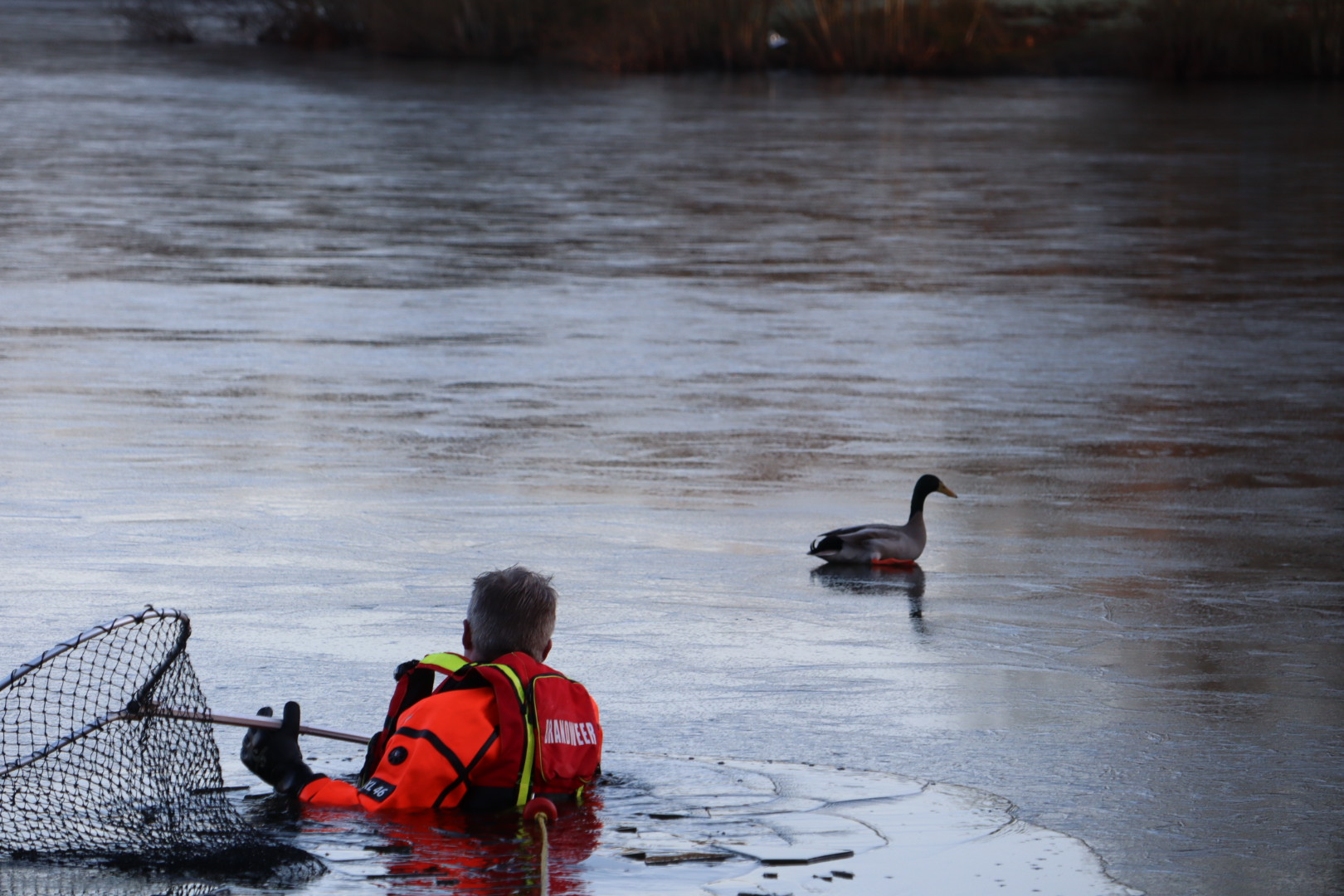 Brandweer redt gewonde eend van ijs