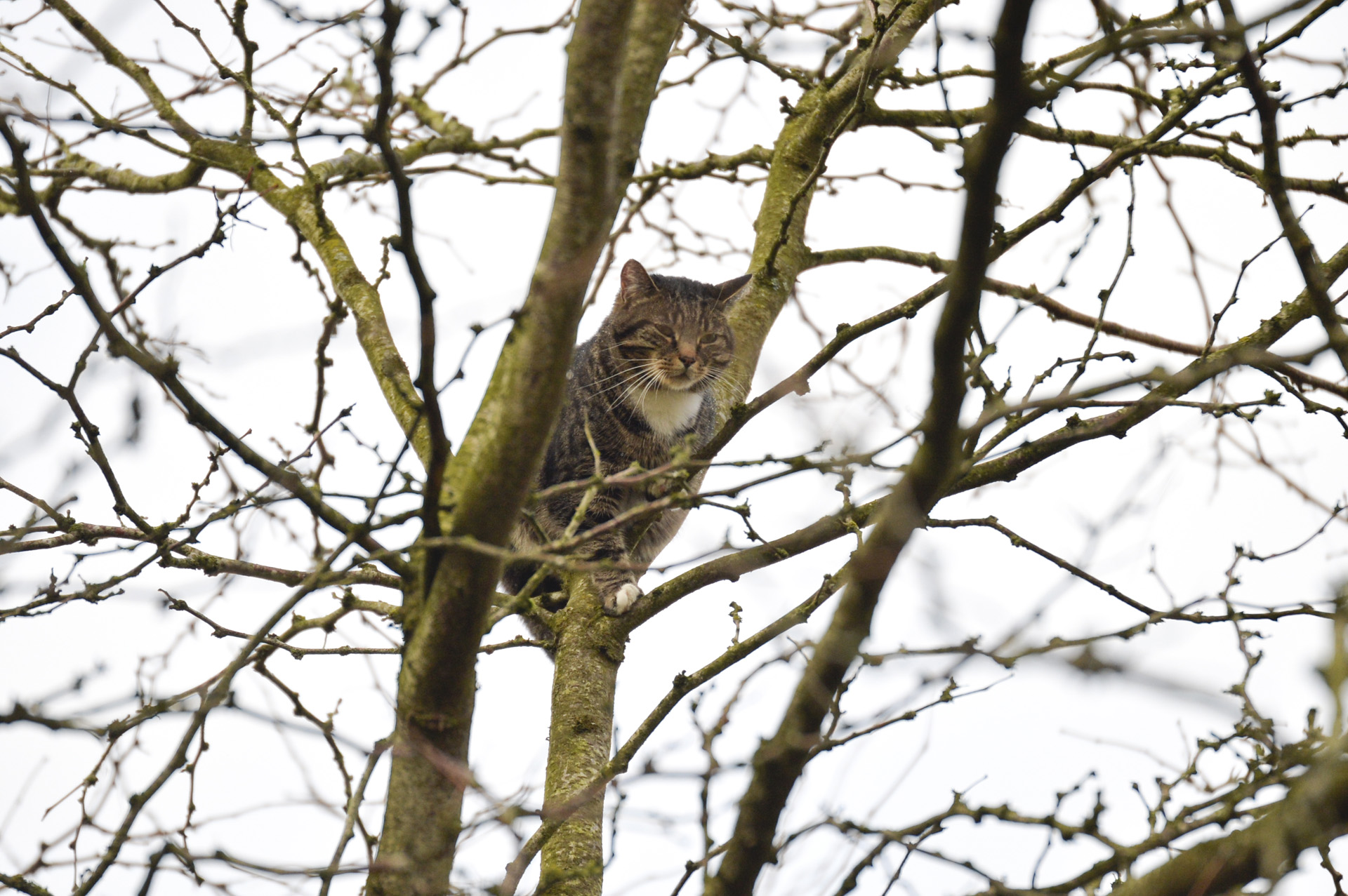 Brandweer uitgerukt voor kat in boom, maar inzet blijkt niet nodig