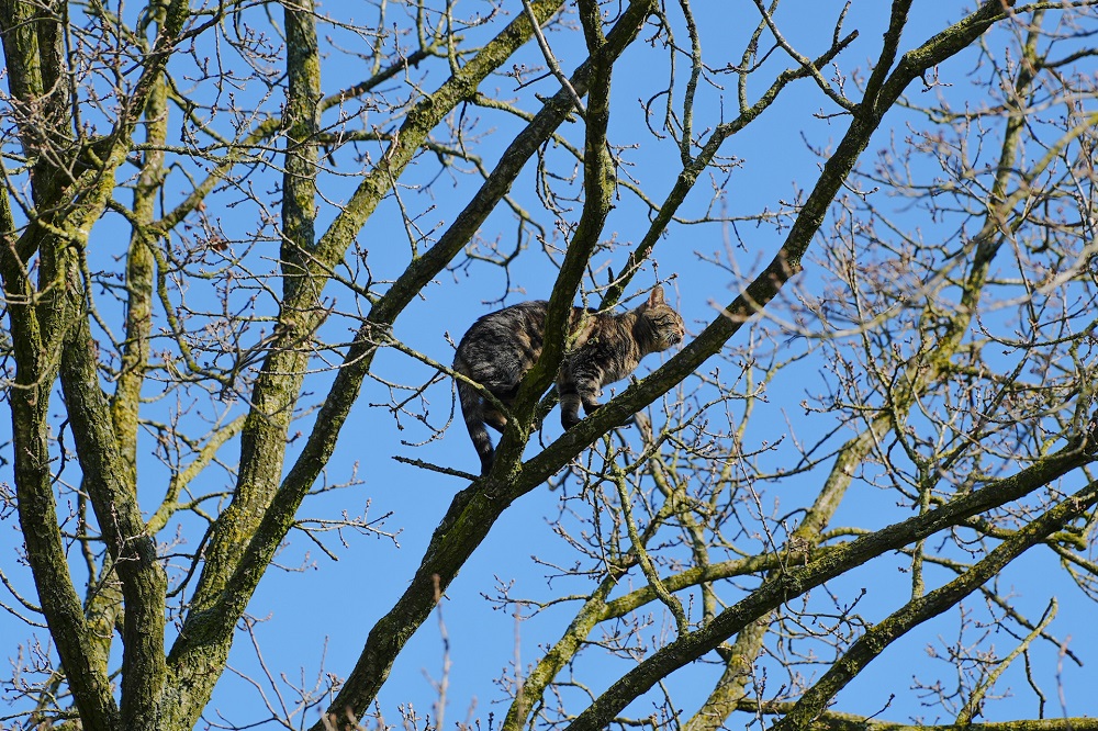 Kat door brandweer uit boom gered