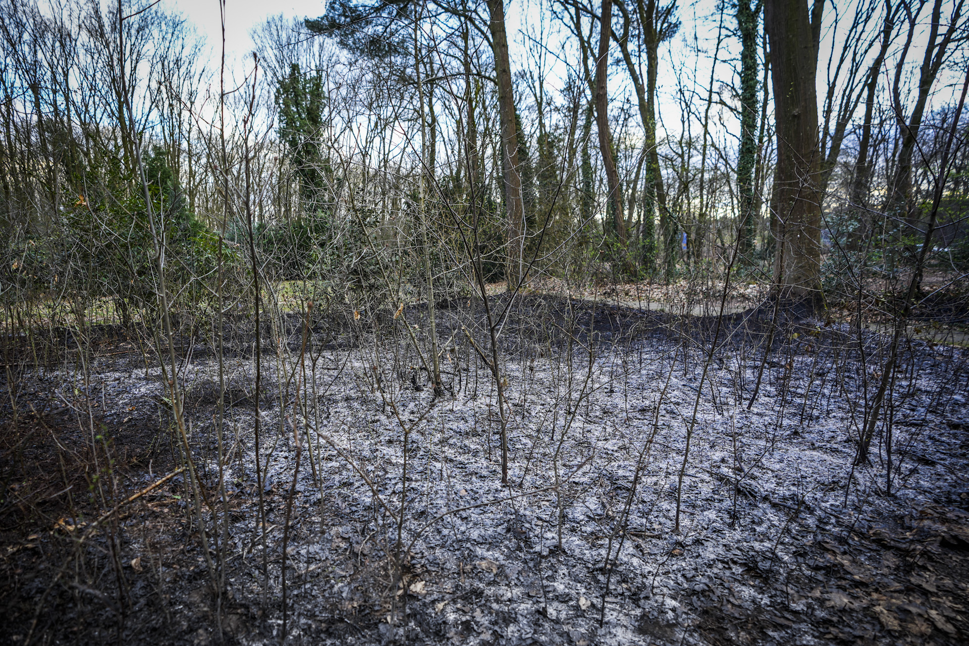 Brand in bos mogelijk aangestoken: voorbijganger zag groepje jongeren