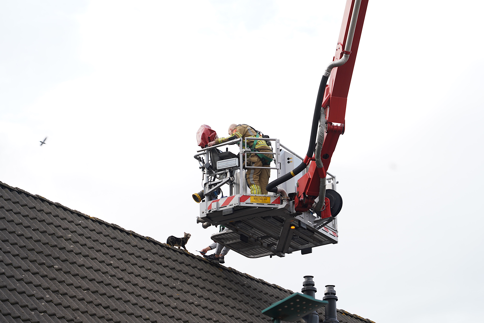 Kat durft dak niet meer af, brandweer schiet te hulp