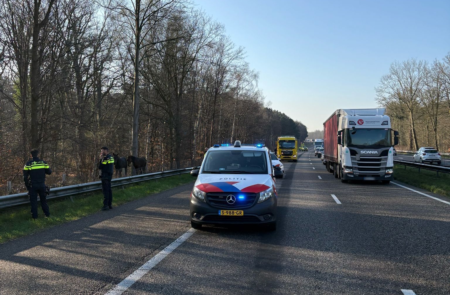 Verkeershinder door losgebroken paarden langs de snelweg
