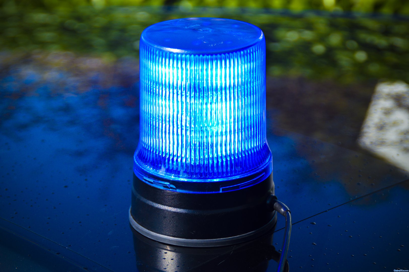 Veertien pinguïns overleden in Safaripark Beekse Bergen