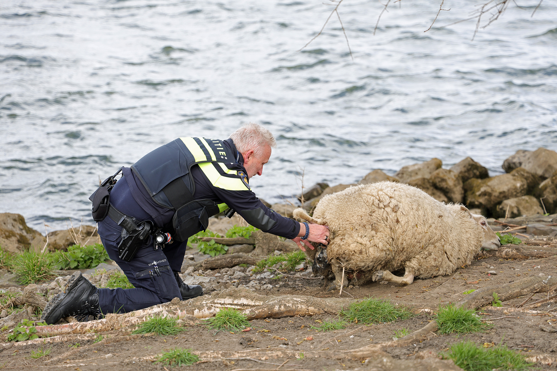 Lammetje overleden bij bevalling ondanks hulp van agent Erik