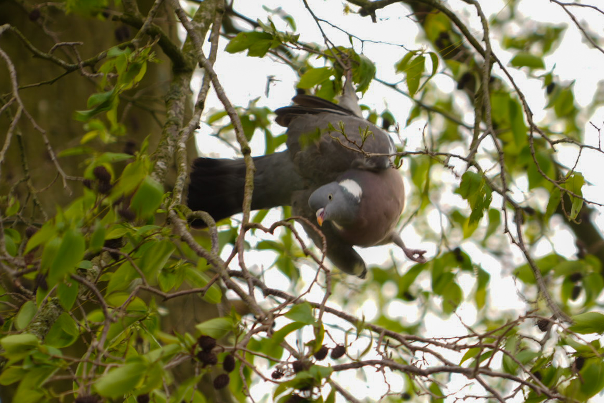 Duif verstrikt in visdraad hangt op z’n kop in boom