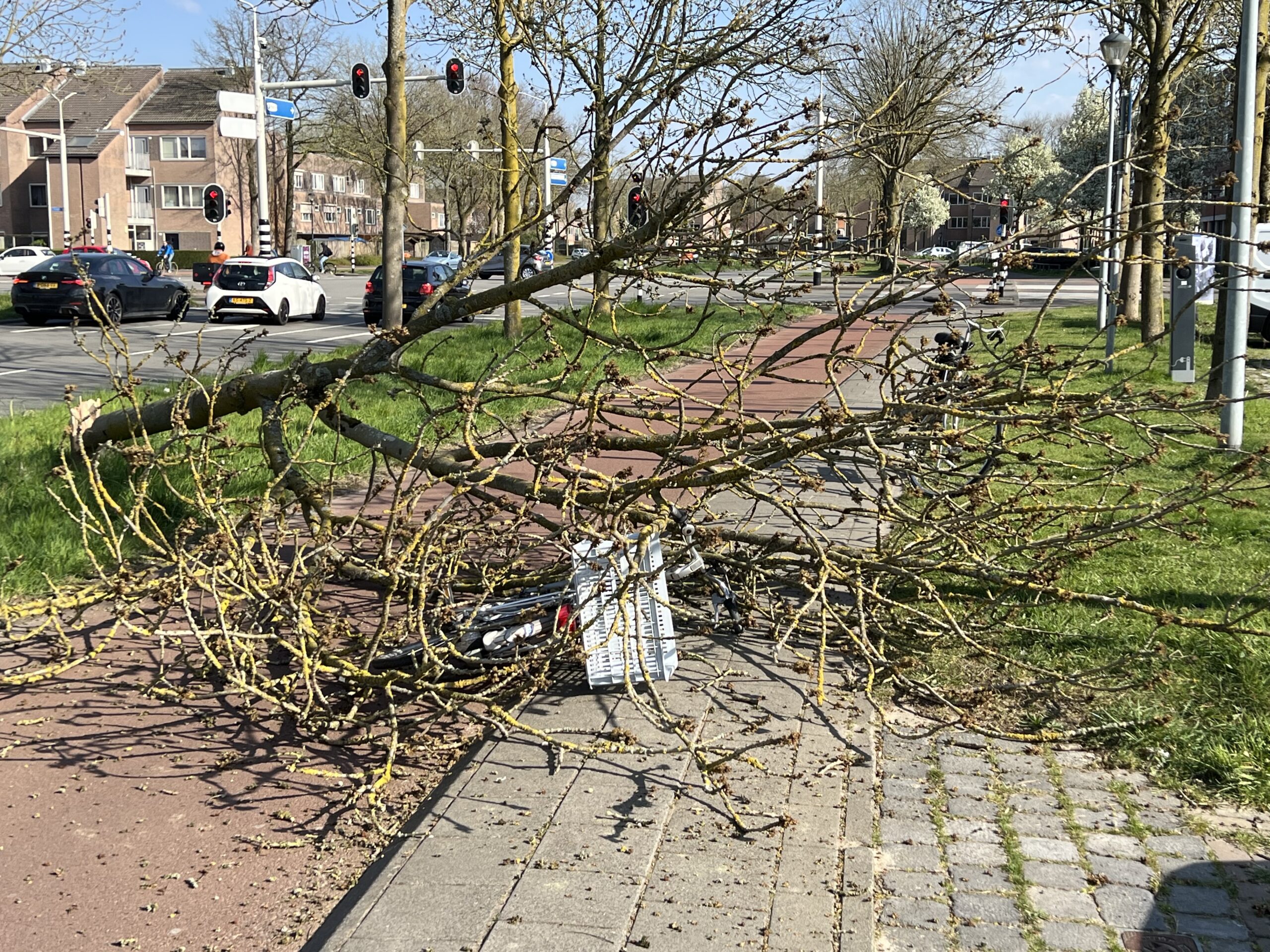 VIDEO | Boom valt op fietsster