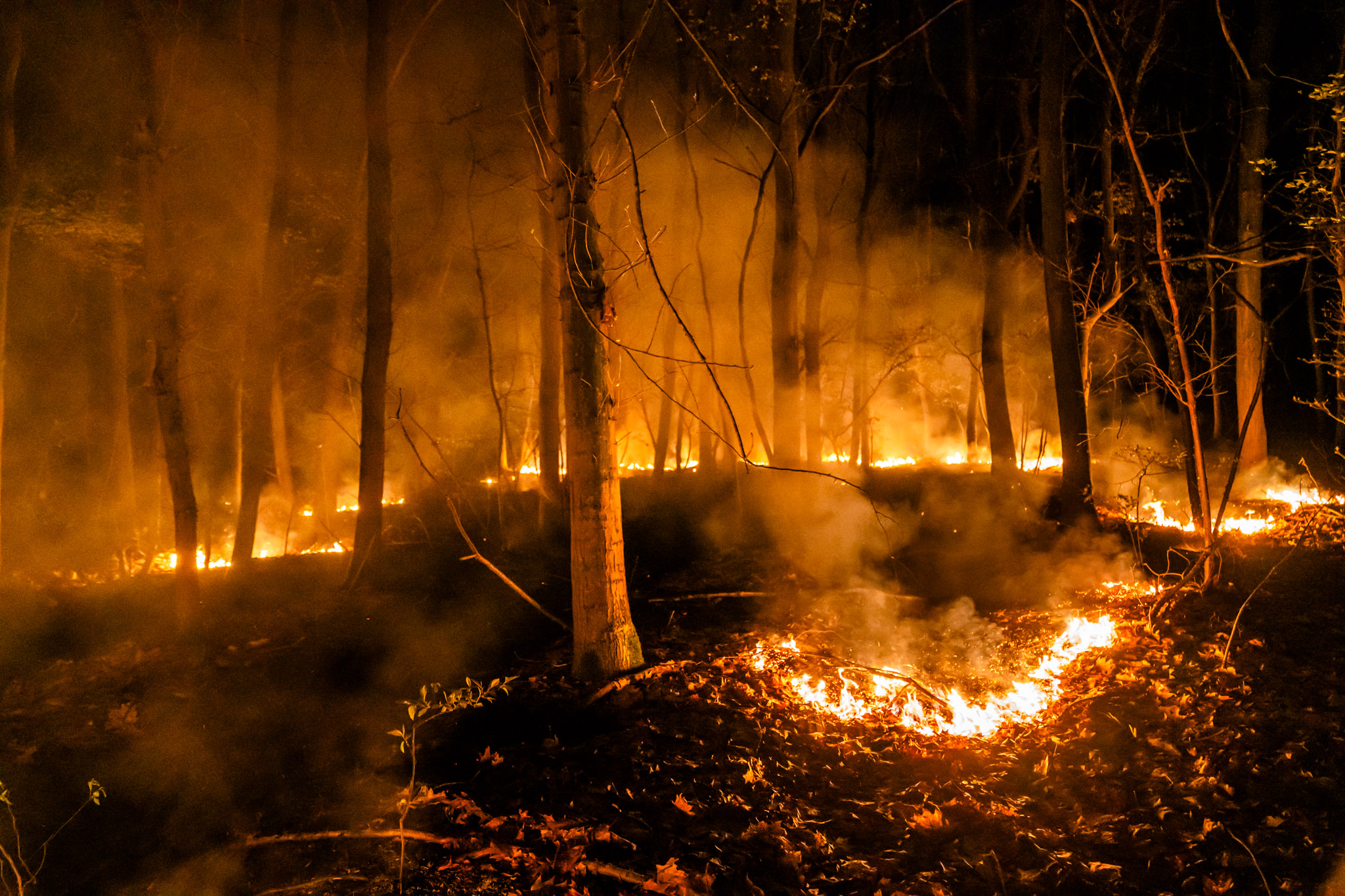 Felle nachtelijke bosbrand, politie onderzoekt brandstichting