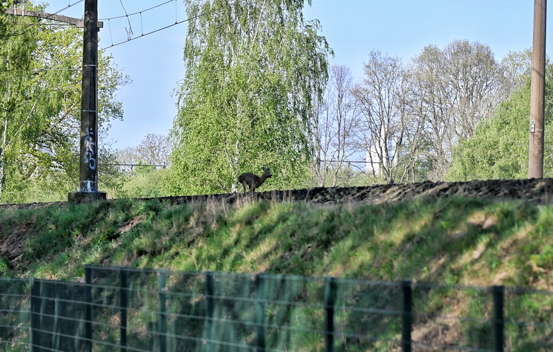 Treinverkeer ontregeld door ree op spoor