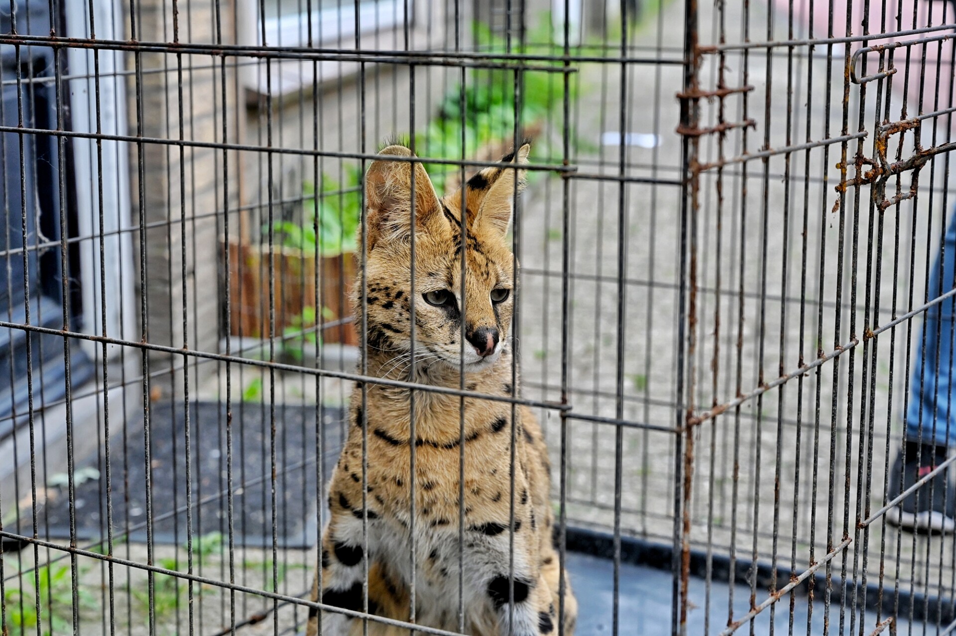 Ontsnapte serval zet woonwijk op stelten