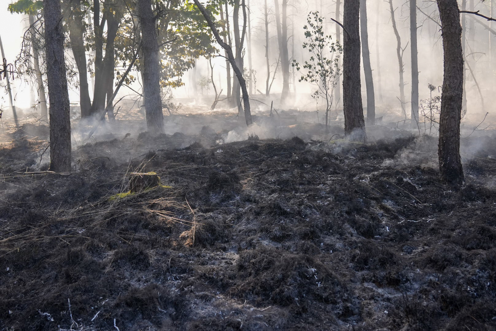 Felle natuurbrand woedt in bossen